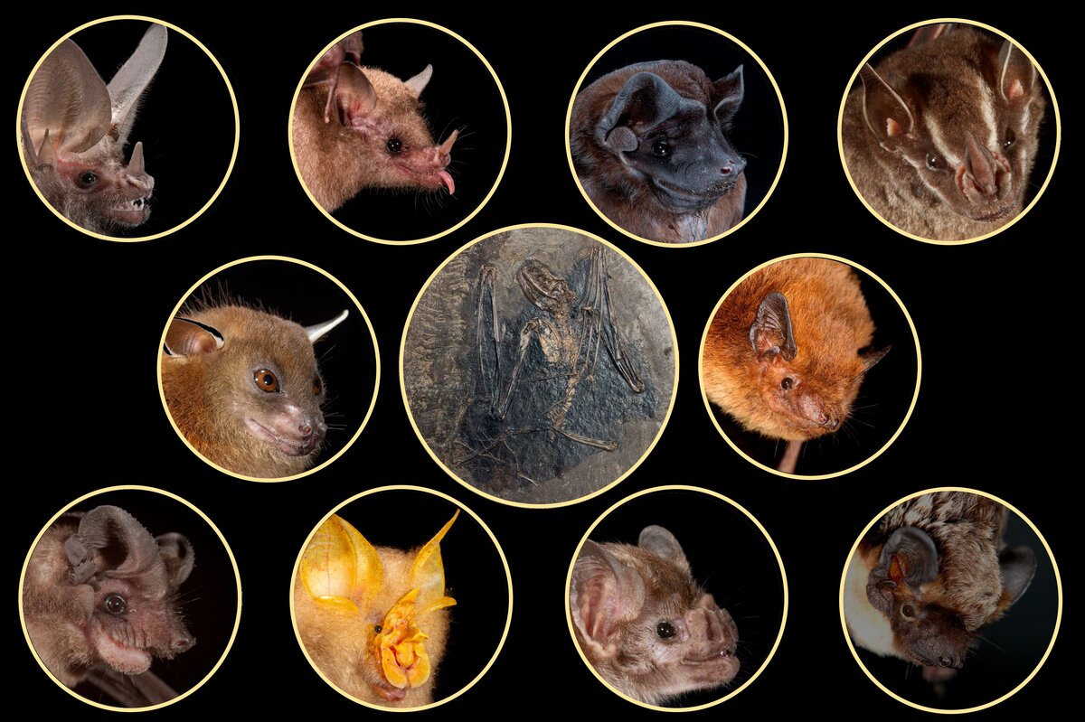 bat-family-phylogeny-redrawn-new-european-origin-6ab641477e6df
