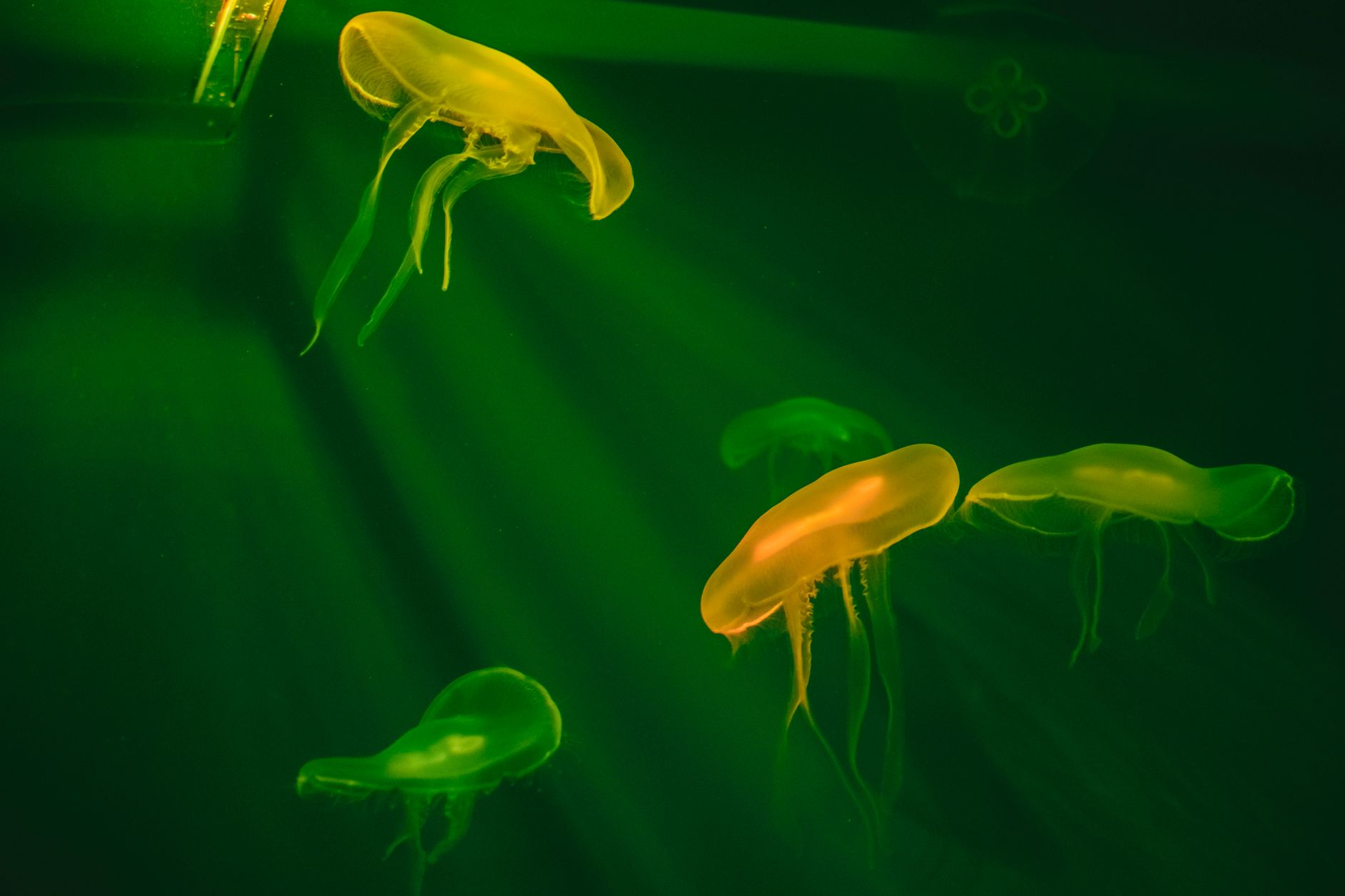 Close-up of glowing jellyfish swimming gracefully in deep green ocean waters.