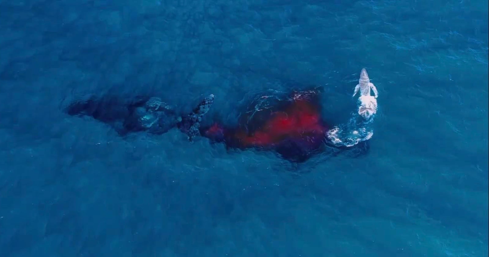 An aerial view shows a large whale swimming in deep blue water,