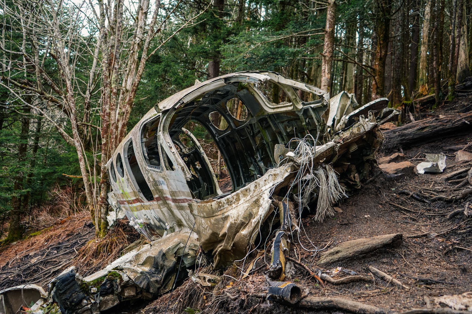 Abandoned aircraft wreckage amidst trees in a forest, showing decay and nature's reclamation.