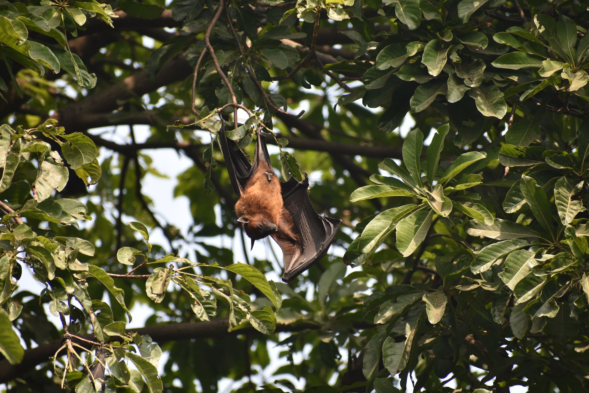 A bat hanging upside down on a tree branch surrounded by lush