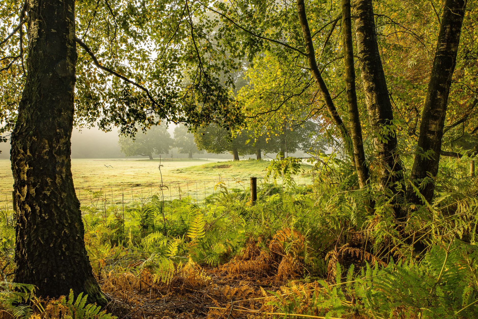 A tranquil forest scene with ferns in a misty morning light, showcasing