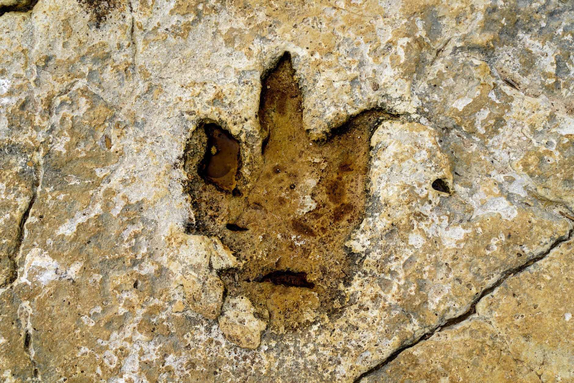 Close-up of a dinosaur footprint fossil on rocky terrain in Istria, Croatia,