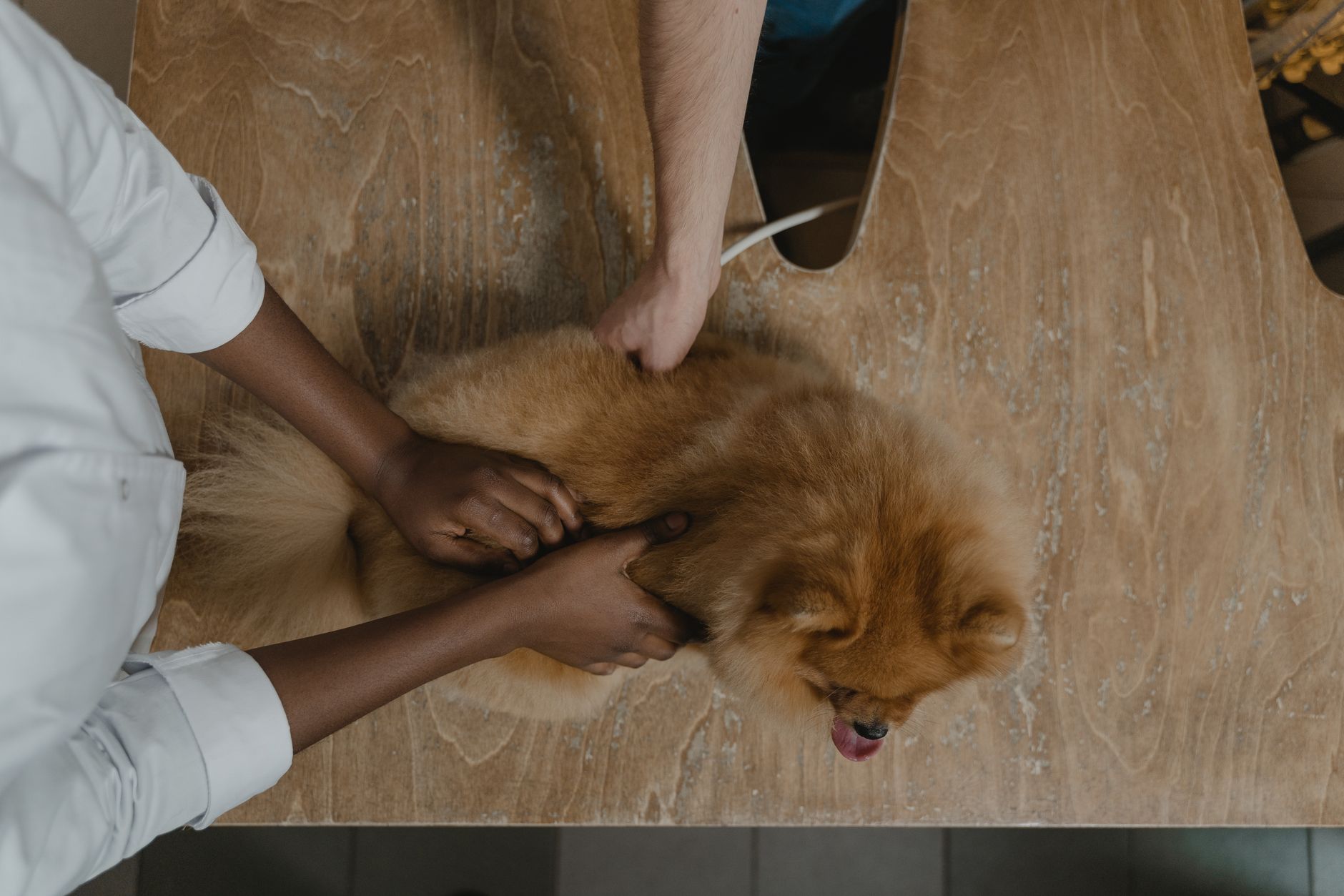 Veterinarian inspecting a Pomeranian on a wooden table, showcasing care in pet healthcare.