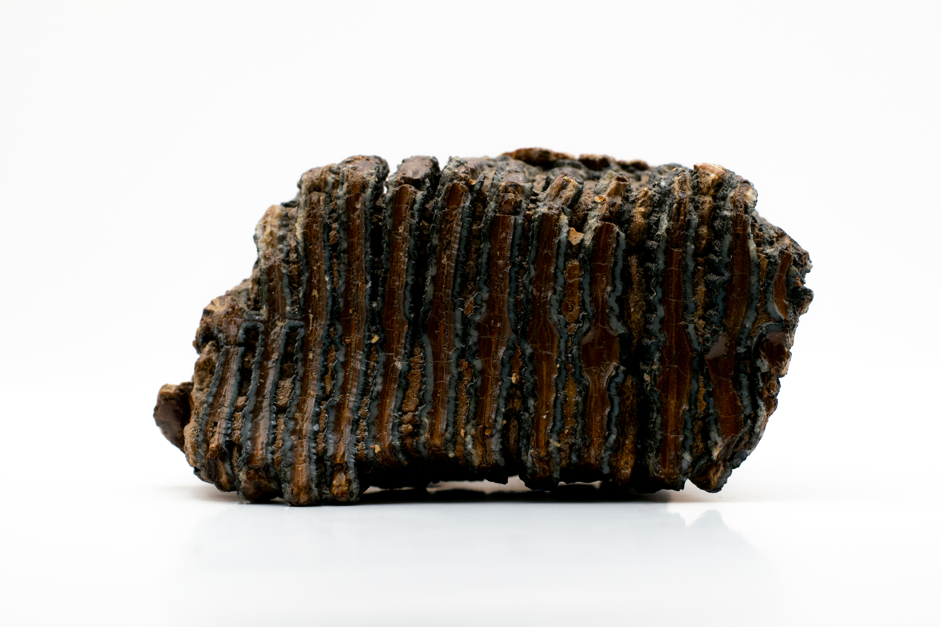 Detailed view of a fossilized mammoth tooth showcasing its unique texture and