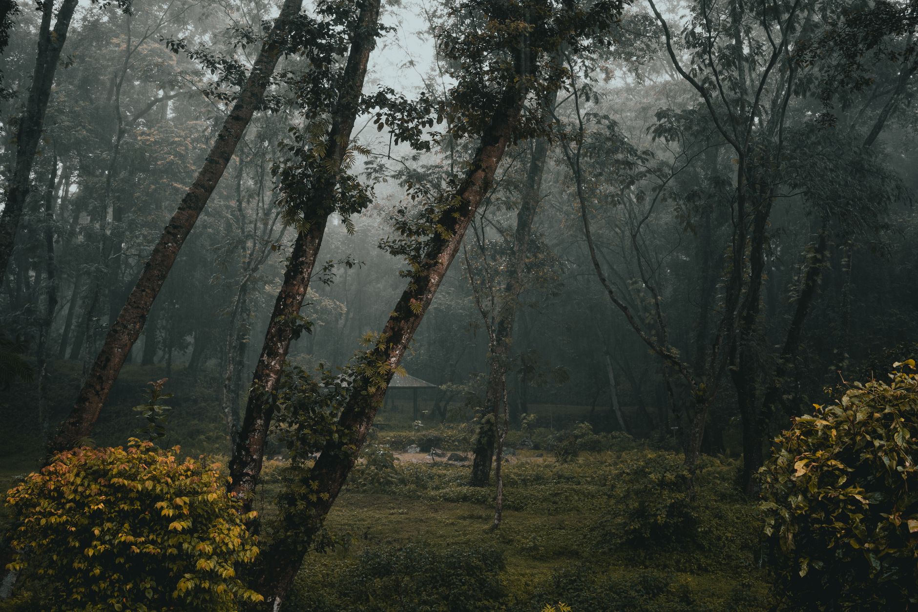 A serene misty forest scene at dawn, showcasing tall trees and lush greenery.