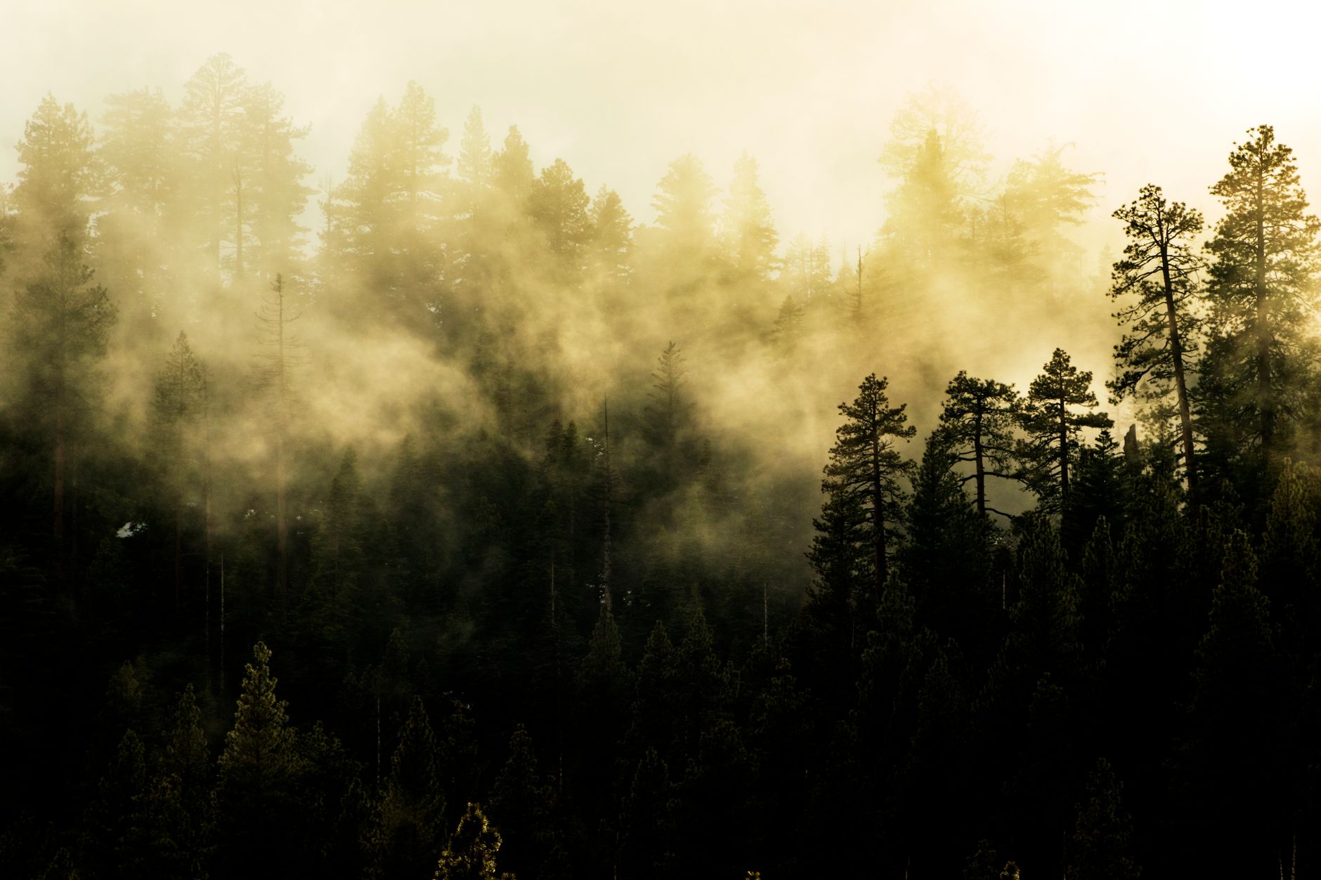A tranquil mist-covered forest with tall conifer trees and hazy atmospheric light