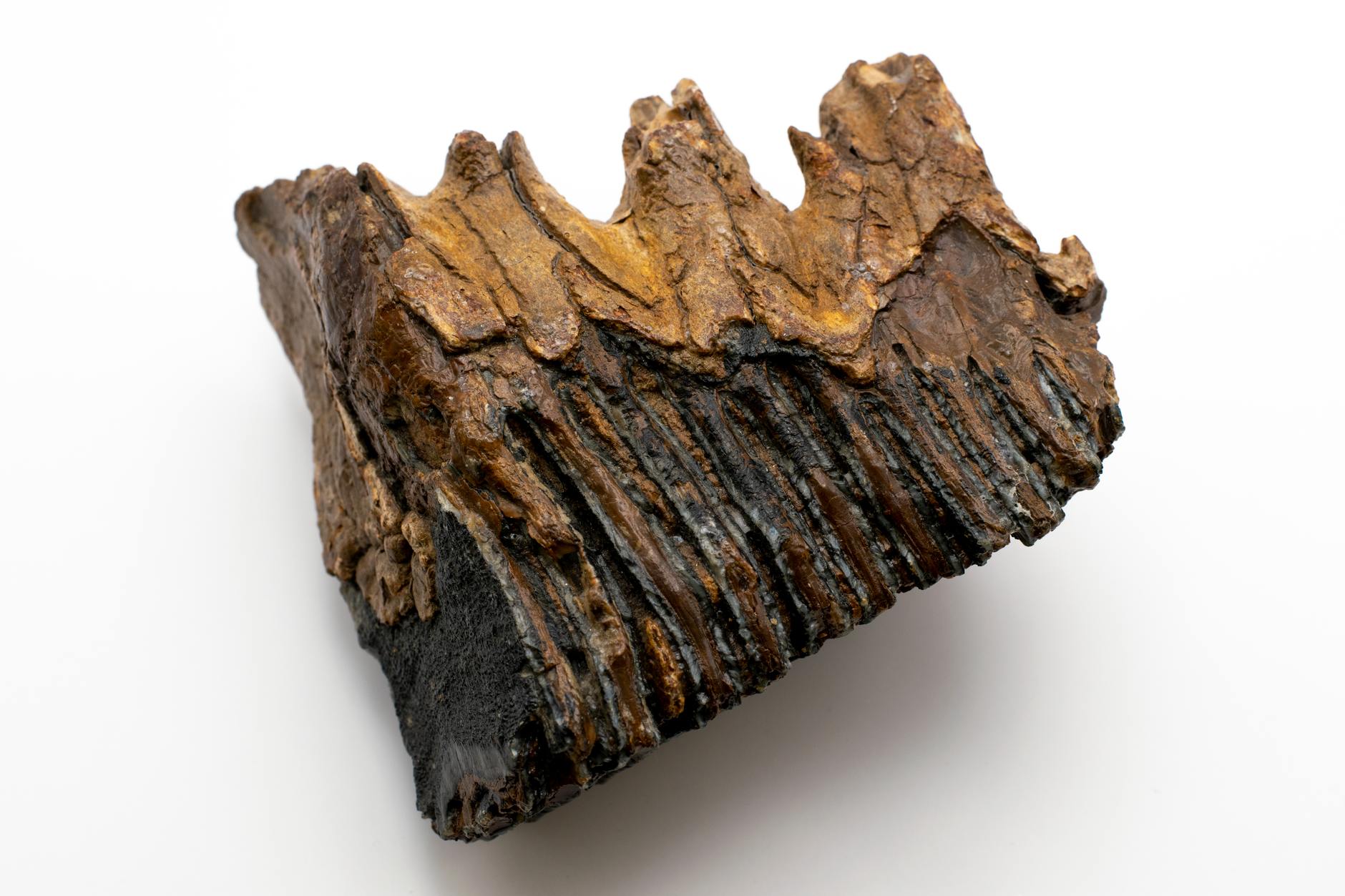 Close-up of a fossilized mammoth tooth showcasing detailed texture and structure.