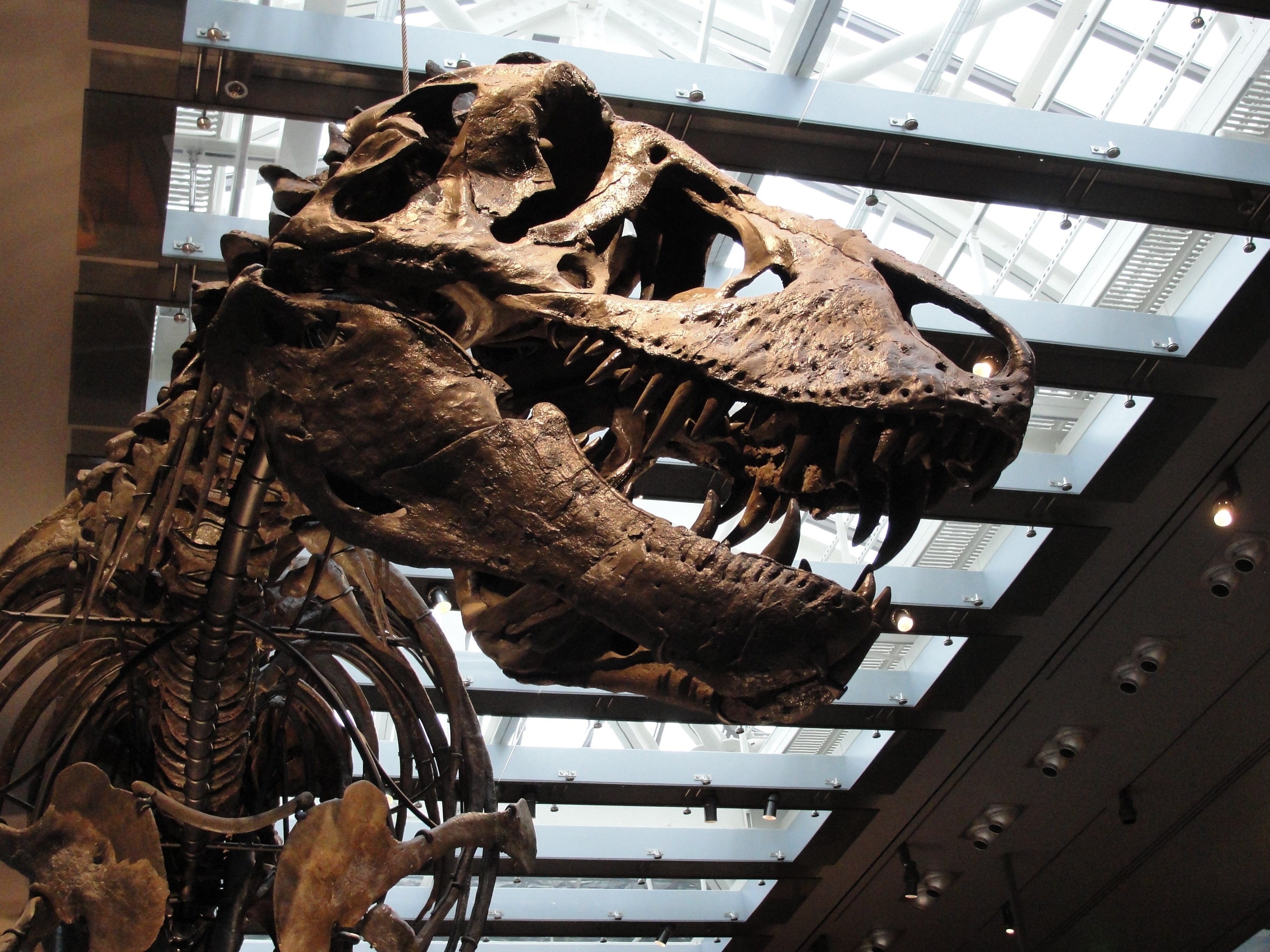 t-rex-body-temperature-new-analysis-explains-anc-6aaeff832384a