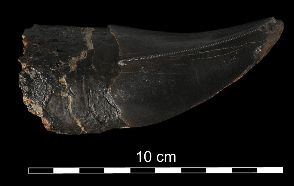 Caption: Tyrannosaurus rex tooth from Thomas the T. rex. Credit: Dinosaur Institute,