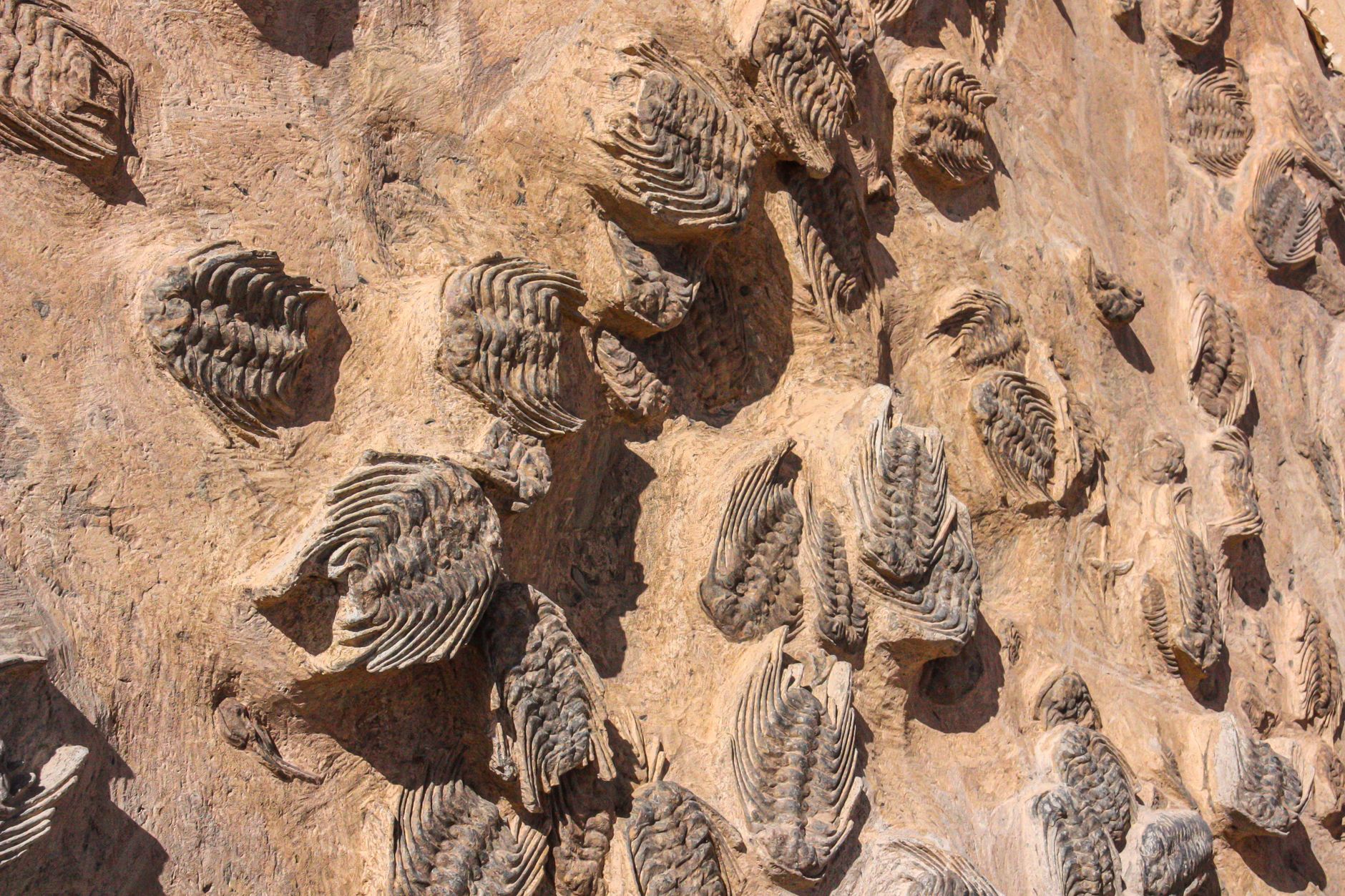 Close-up view of trilobite fossils on a rocky surface, showcasing ancient marine