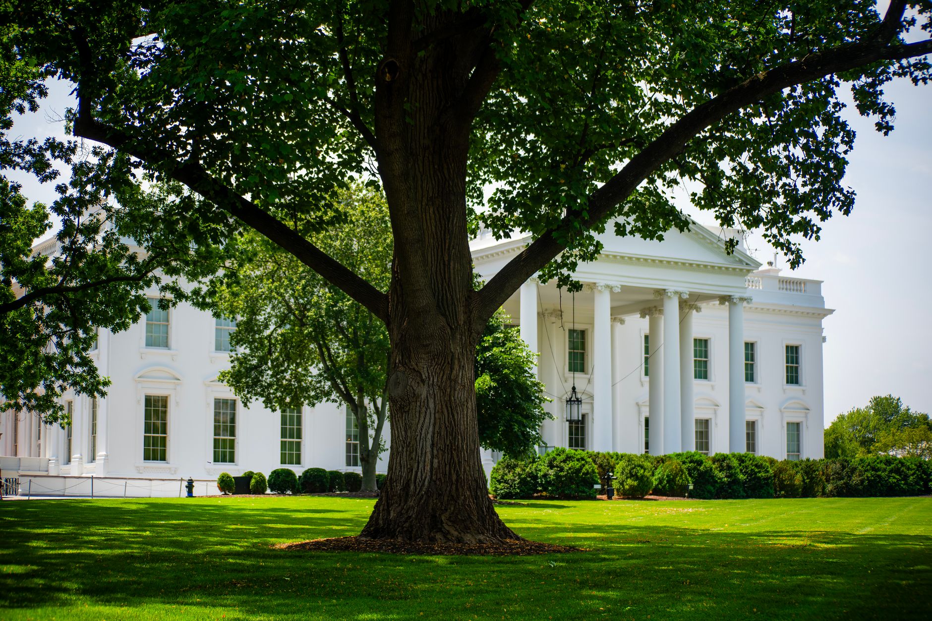 A view of the White House with lush greenery on a summer day, featuring a prominent tree.