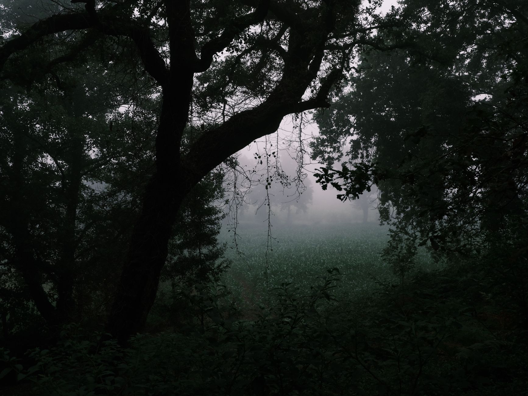 A serene misty forest scene with silhouetted trees and soft dawn light.