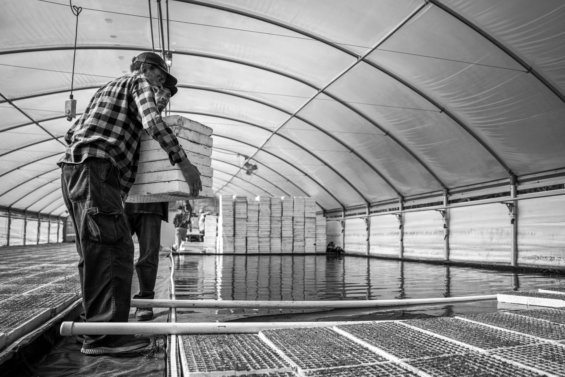 Black and white image of workers carrying boxes in an industrial greenhouse.