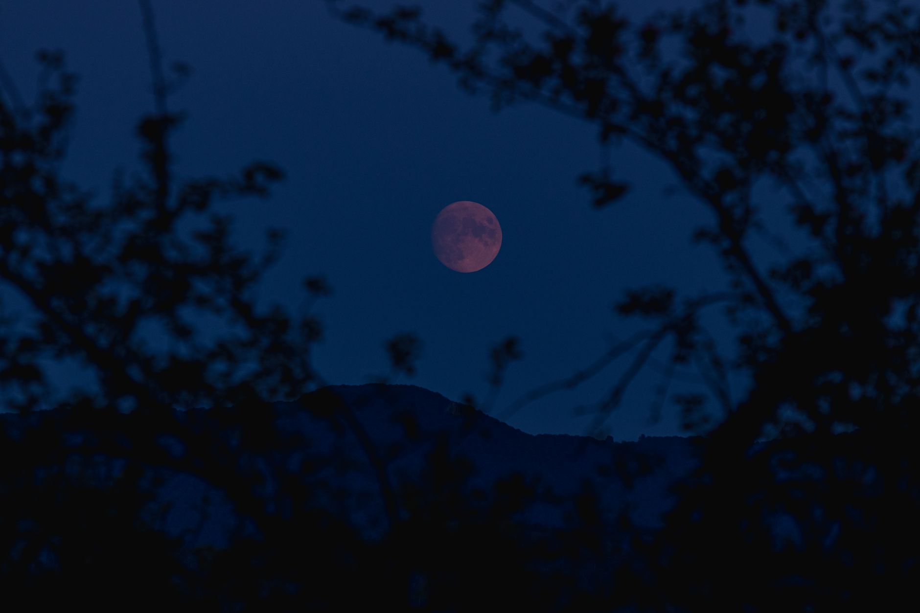 A dramatic night sky scene showcasing a red moon framed by tree