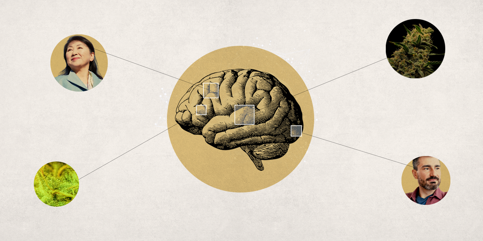 An illustration showing the human brain with lines going off of it to two older adults and two images of cannabis.