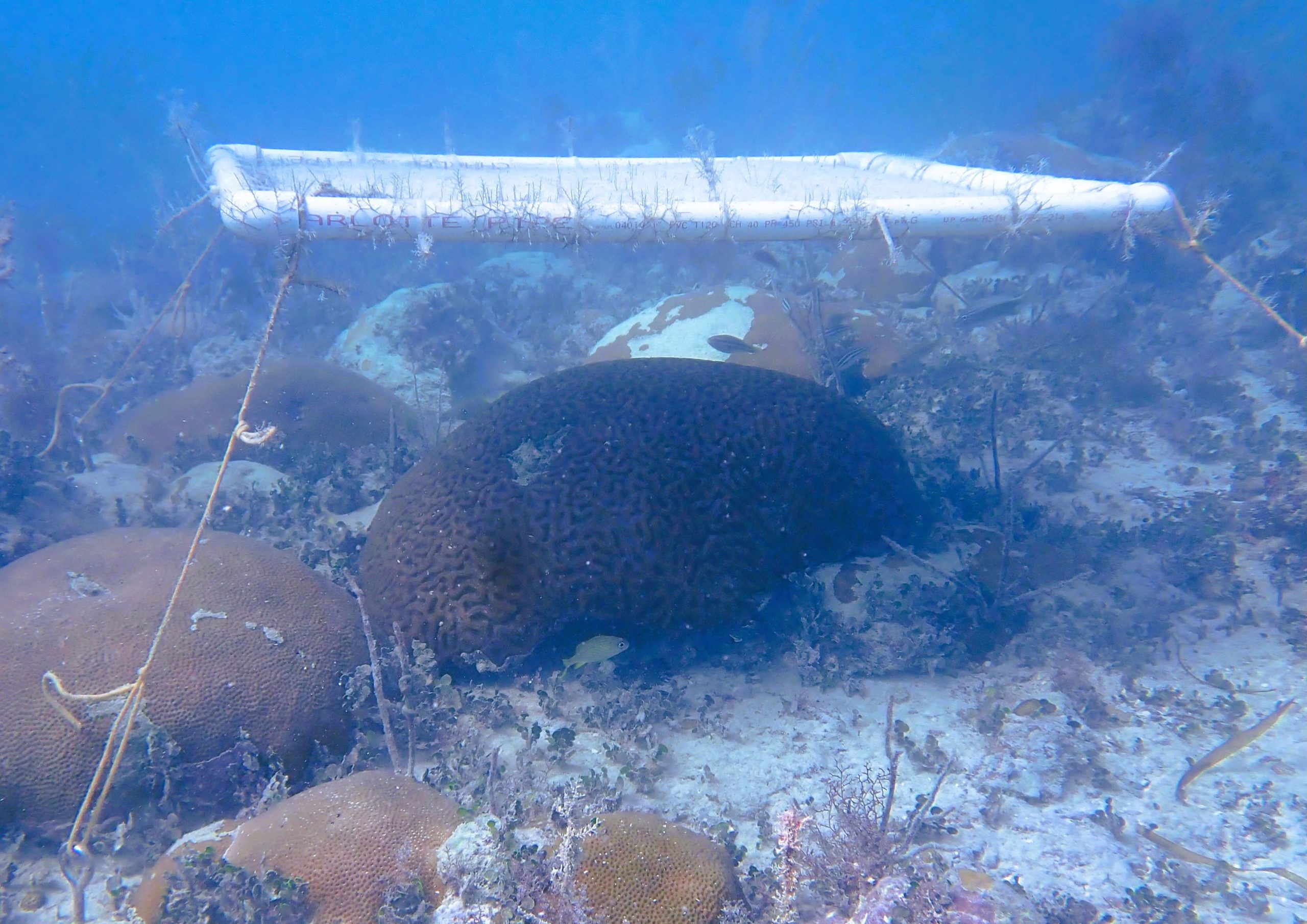 A shaded coral