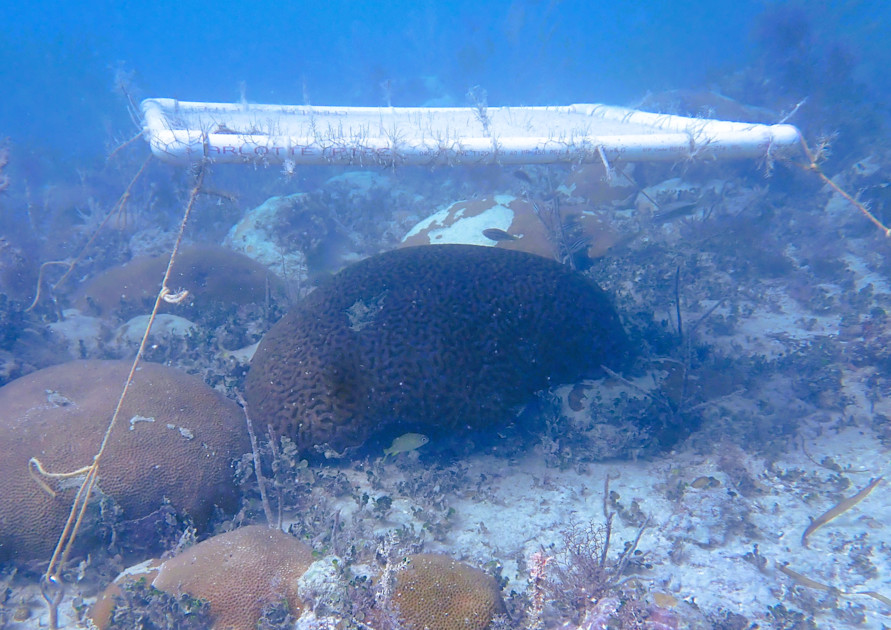 coral-reef-shading-how-underwater-umbrellas-prote-6abf625d84b6d