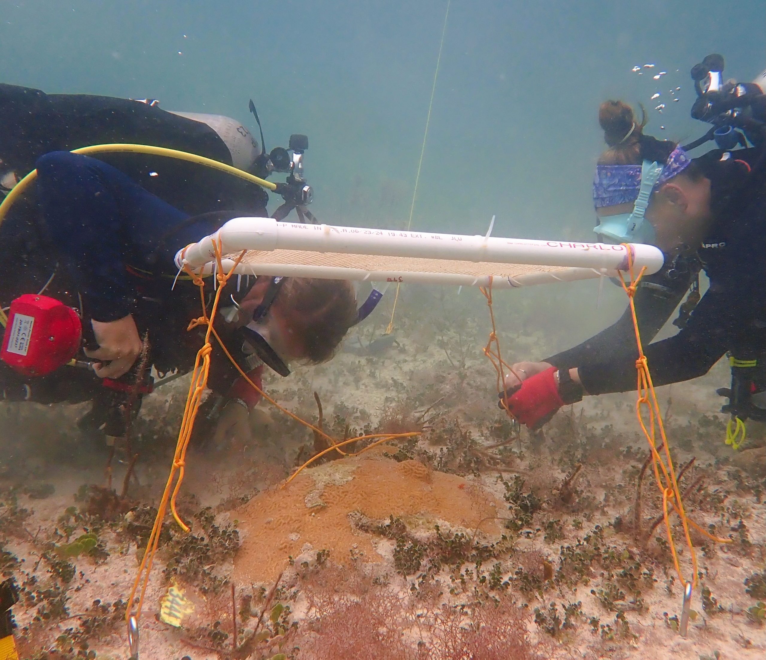 Underwater umbrellas for coral reefs