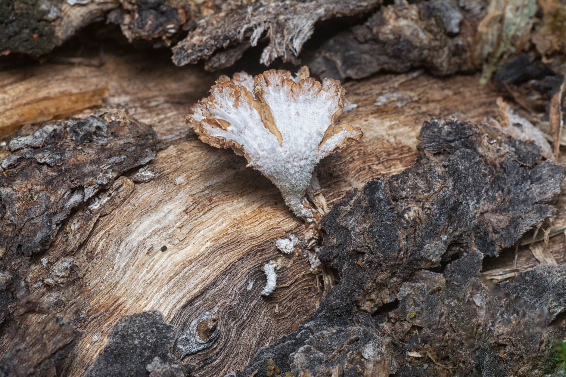 Detailed macro shot of a white fungus growing on decayed wood in