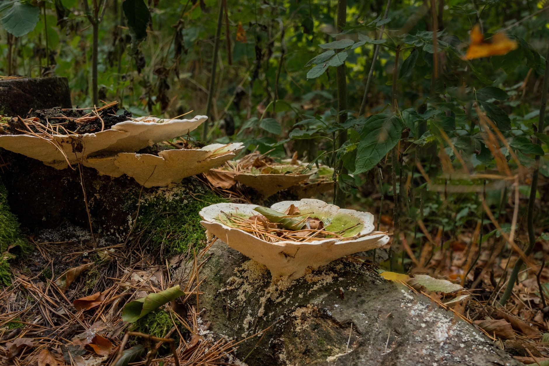 Close-up of wild mushrooms growing on a log in a forest, surrounded