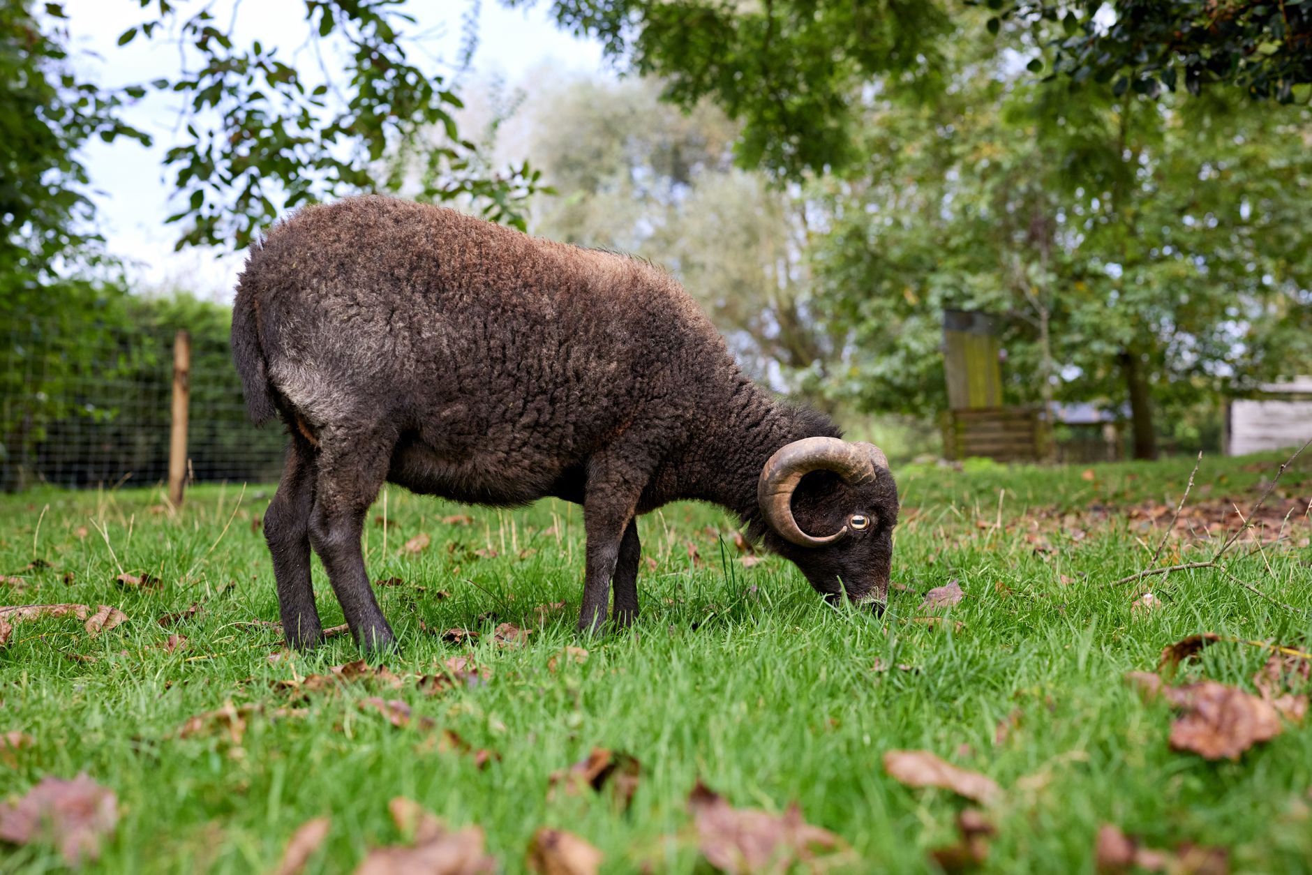 A Breton Dwarf sheep grazes peacefully on green grass in an autumn