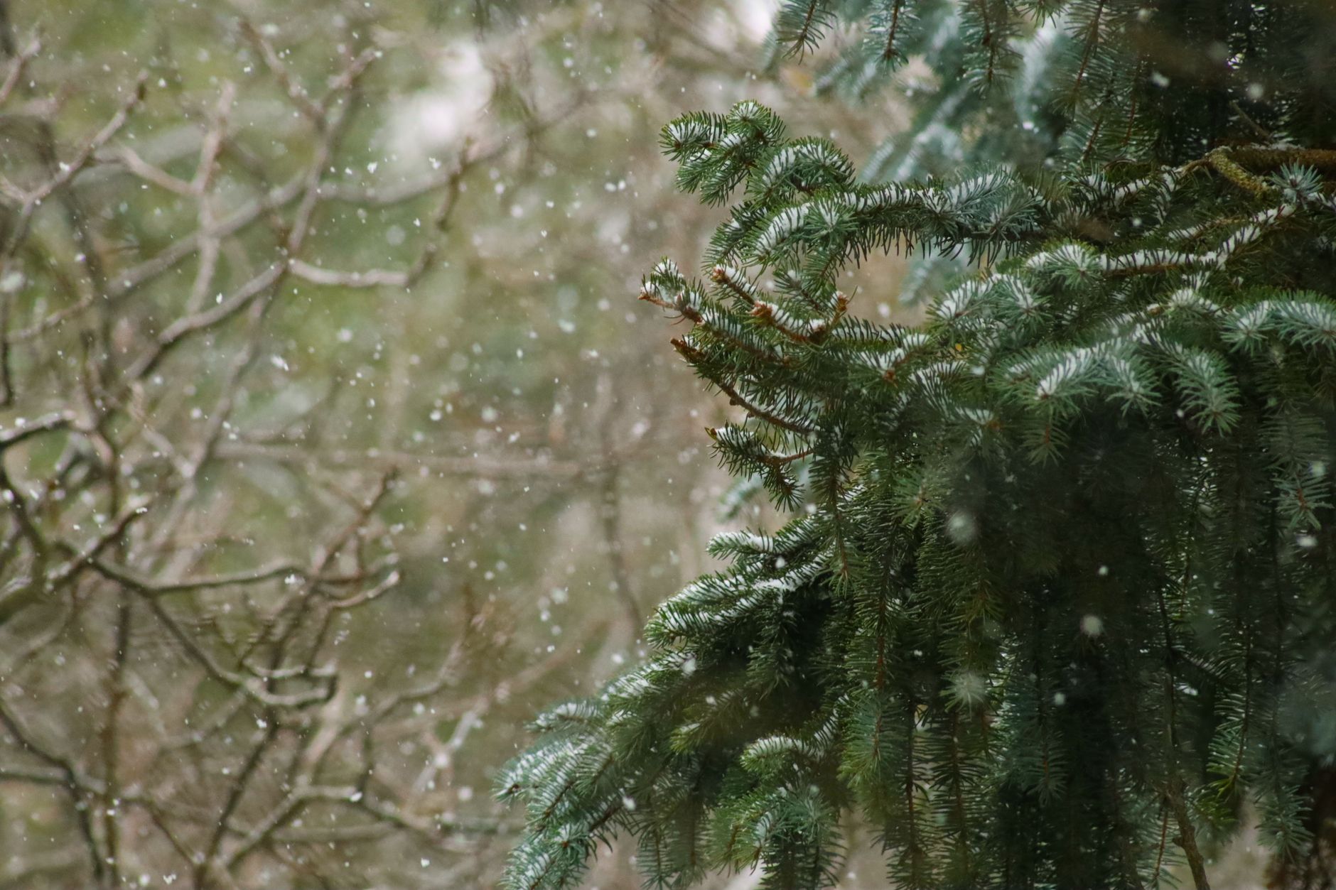 Close-up of a snowy evergreen branch with falling snowflakes in a serene