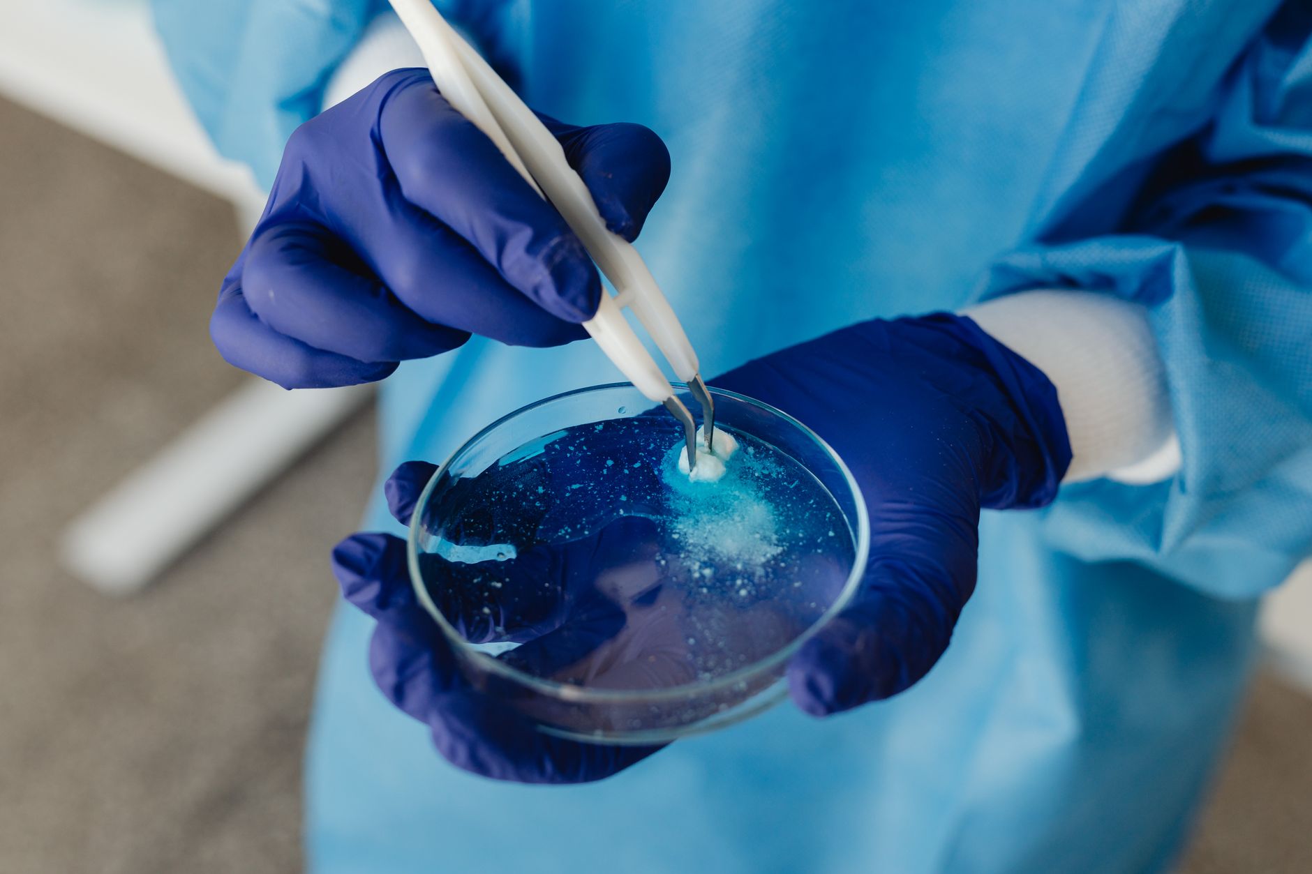 Close-up of a researcher using tweezers to work with a petri dish