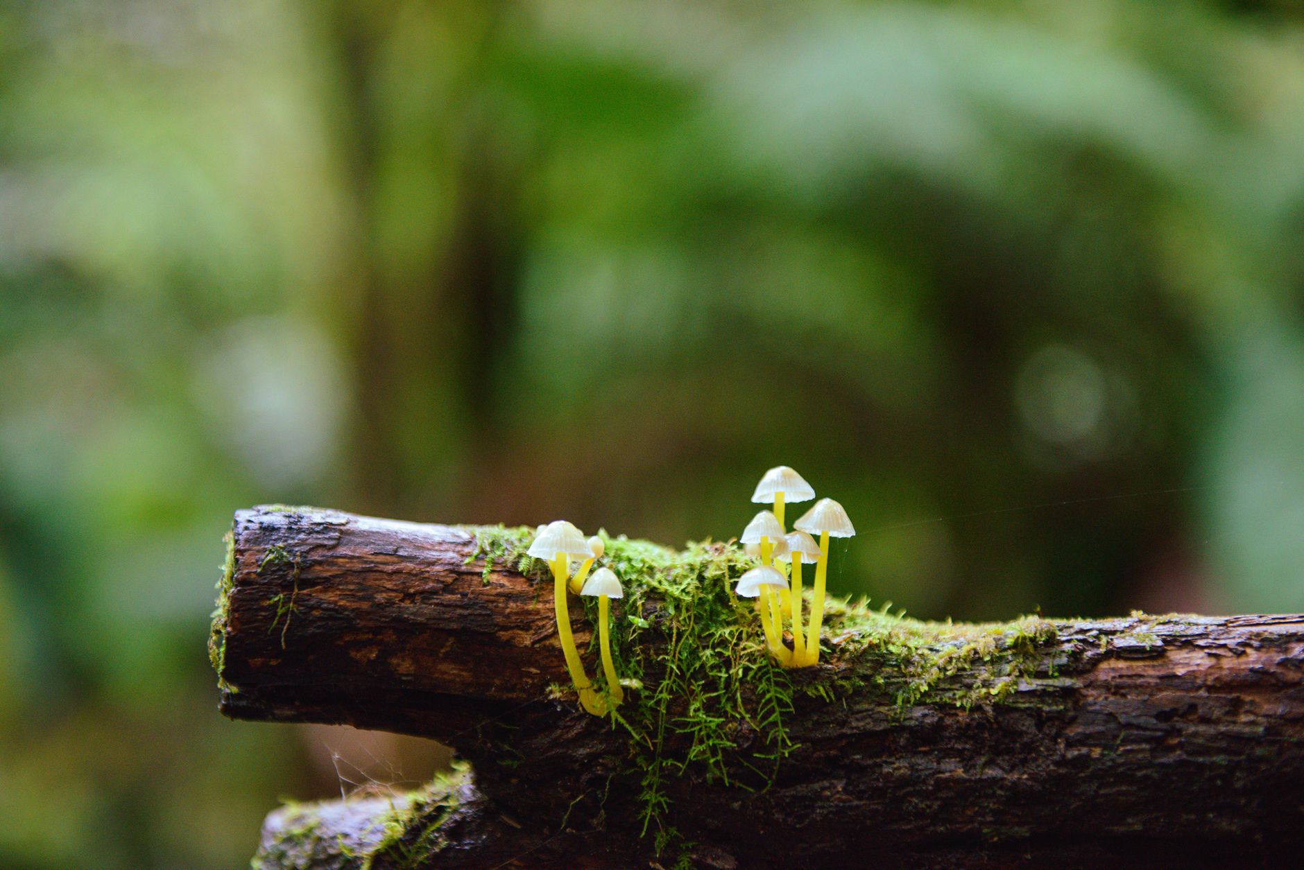 Explore delicate yellow mushrooms on a mossy log in Mount Field, Tasmania's