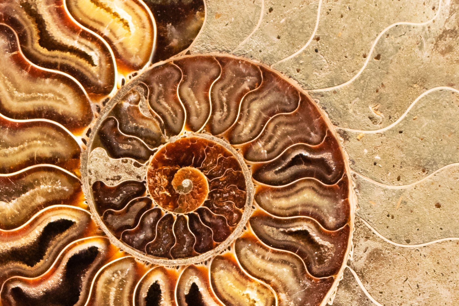 Detailed view of a fossilized ammonite shell showcasing intricate spiral patterns and