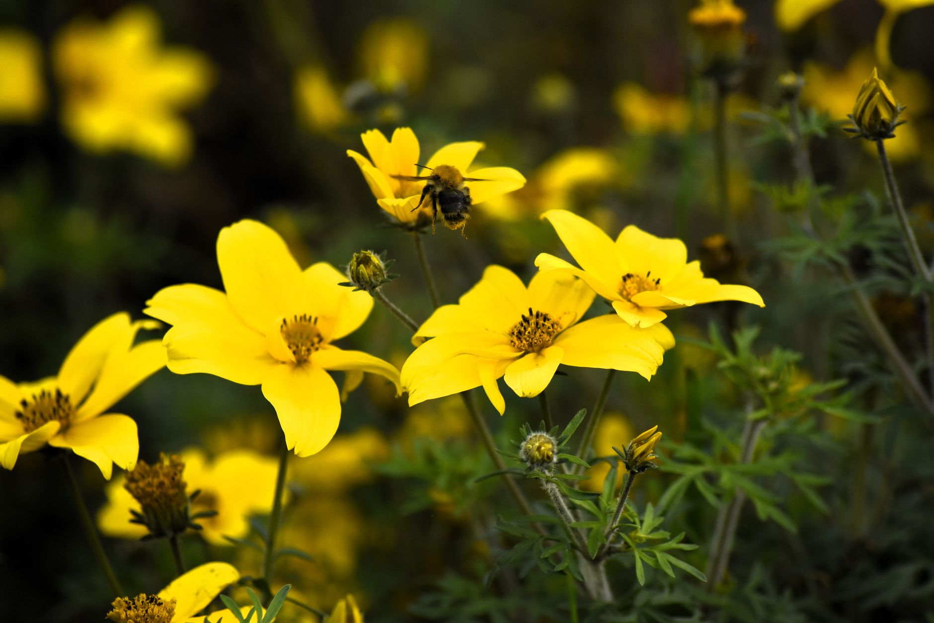 A close-up shot of a bee on bright yellow wildflowers, showcasing nature's