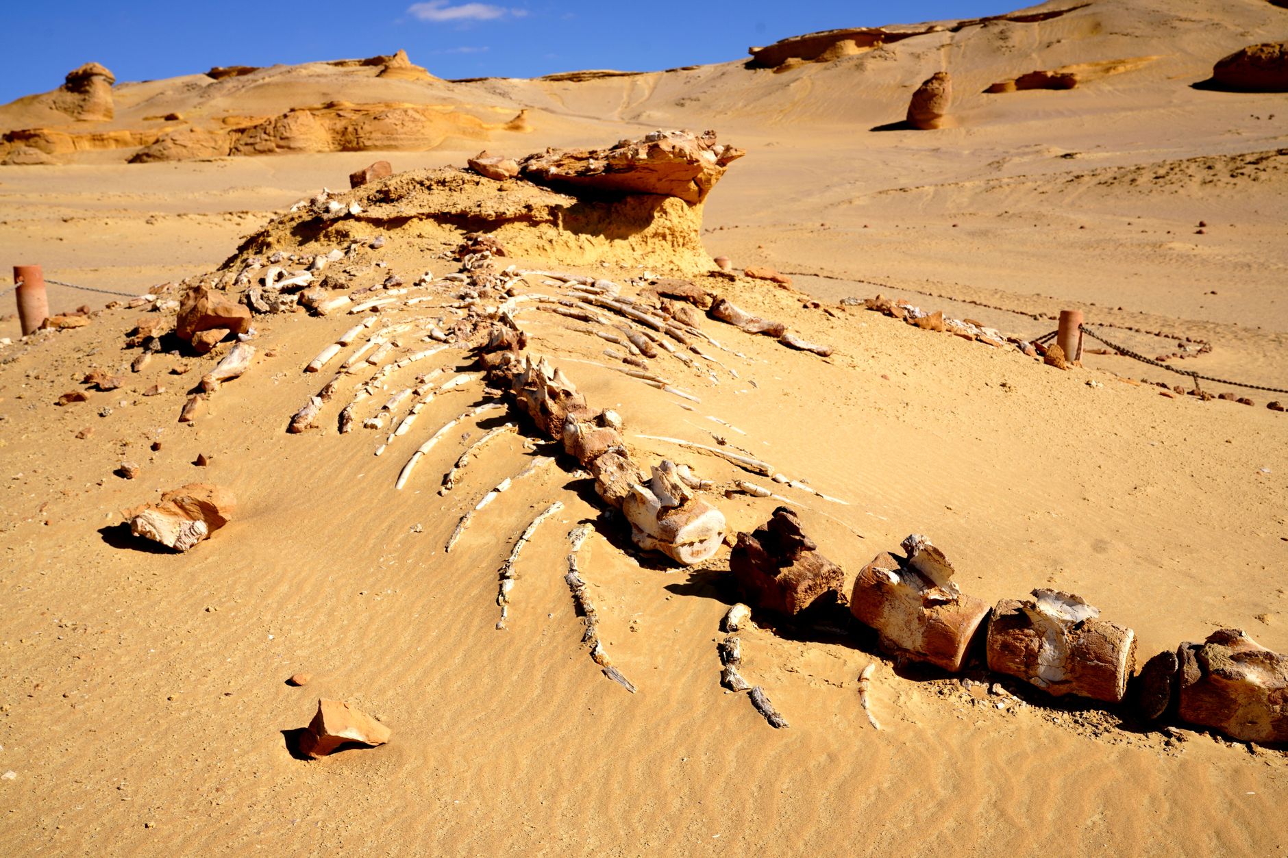 Discover an ancient whale fossil unearthed in Egypt's desolate desert, showcasing prehistoric