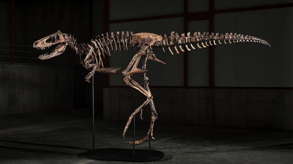 a dinosaur skeleton