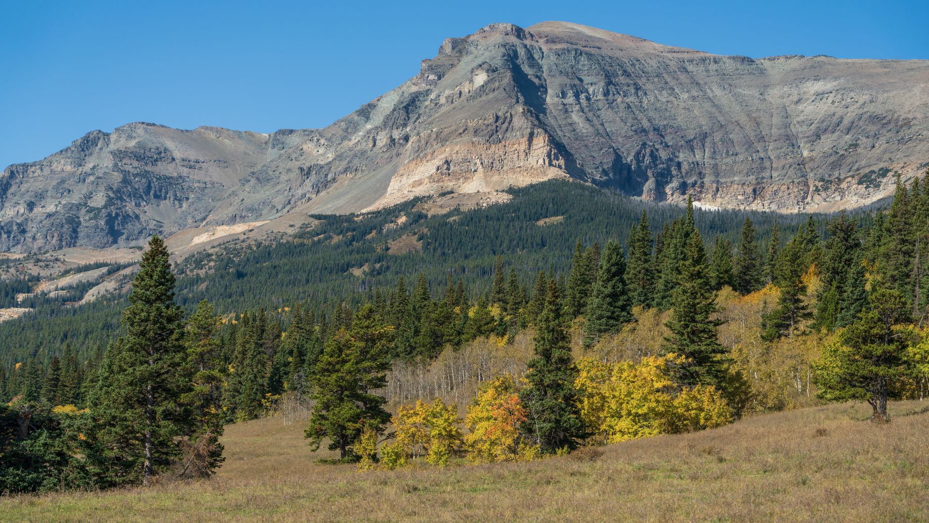 A breathtaking view of rugged mountains and lush pine forests in Montana's