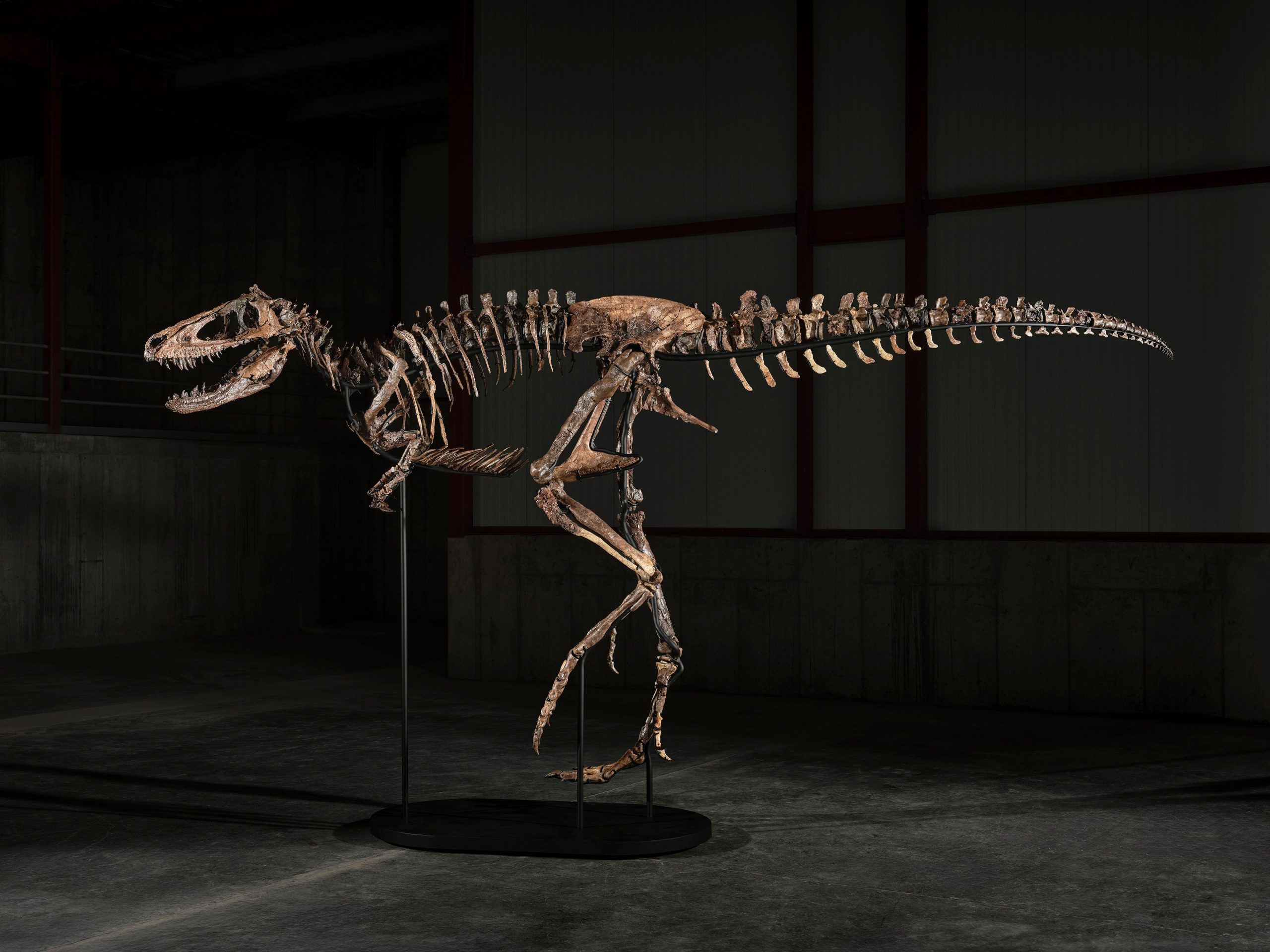 A mounted Nanotyrannus dinosaur skeleton displayed in a running pose with its jaws open and long tail extended, supported by a black metal stand inside a dimly lit industrial space.
