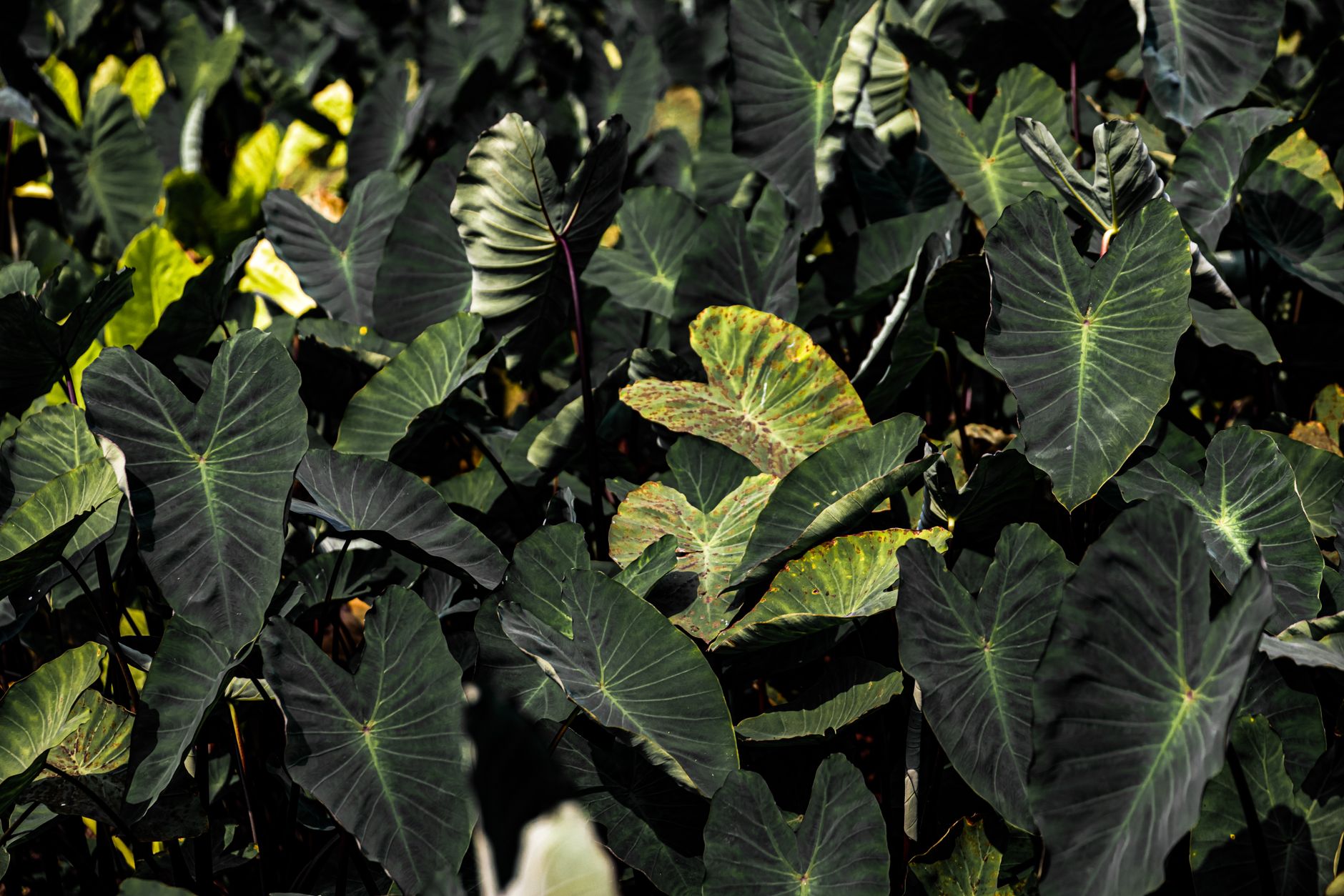 Vibrant and lush taro leaves bathed in natural daylight outdoors.