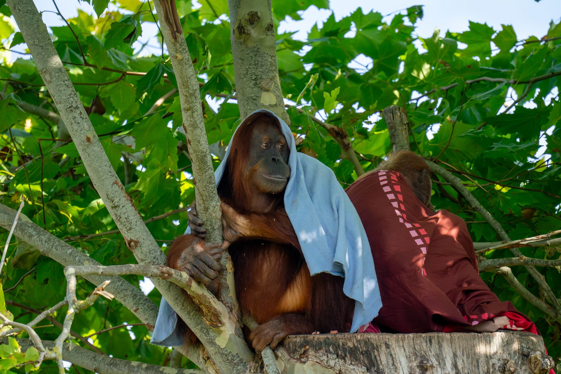 Two orangutans rest among branches covered by cloths in a lush forest.