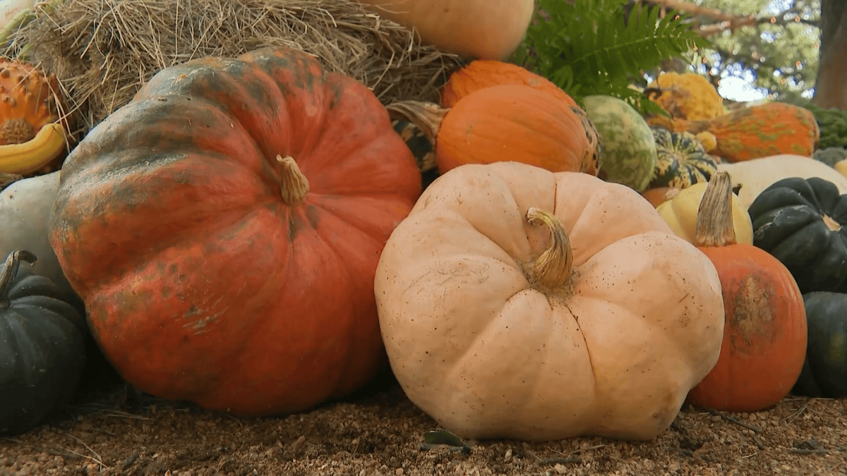 salmonella-pumpkin-exposure-why-parents-should-be-6ac613b479902