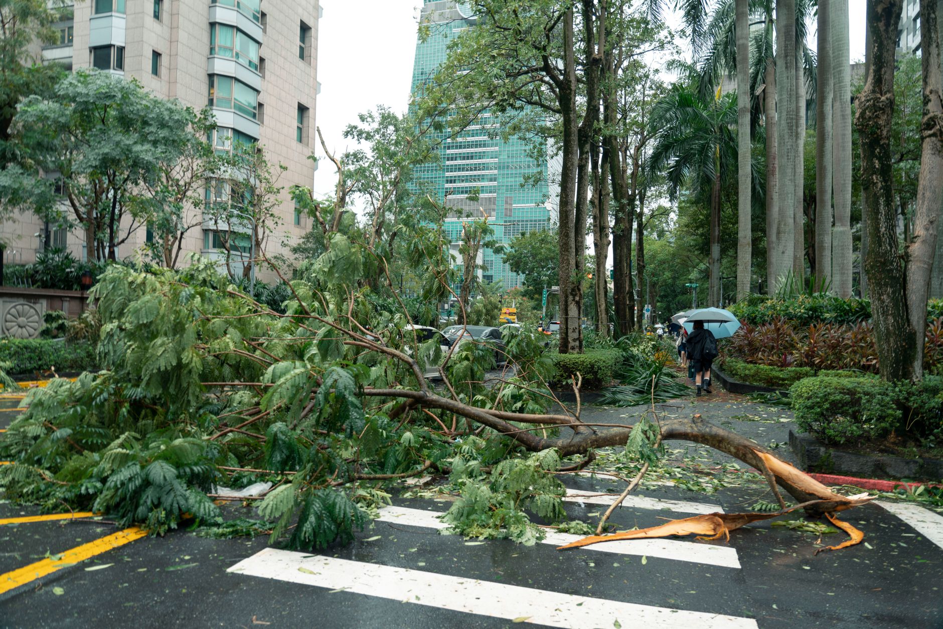 Debris from typhoon damage including fallen trees on a city street in